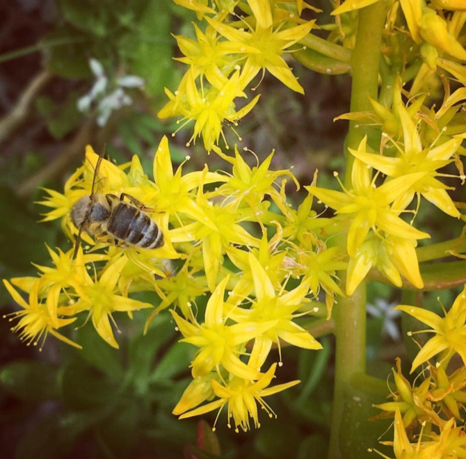 image of bees on flowers