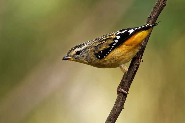 National Bird Week