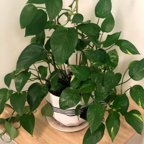 Office plants, why are they so important?