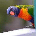 Aussie Backyard Bird Count – 18 to 24 October 2021